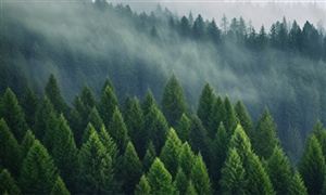 2024年中国社交电商行业发展现状及发展趋势(图2)